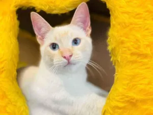 Gato raça srd idade 2 a 6 meses nome Plinio