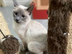 Gato raça srd idade 2 a 6 meses nome DG