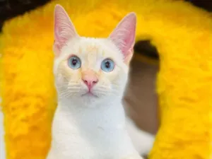Gato raça srd idade 2 a 6 meses nome Plinio