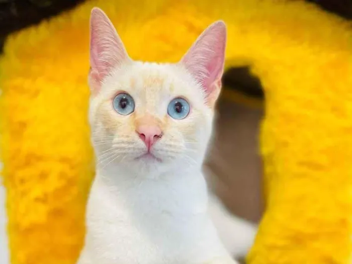 Gato raça srd idade 2 a 6 meses nome Plinio