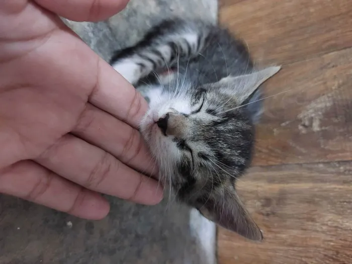 Gato raça  idade 2 a 6 meses nome Sem nome 