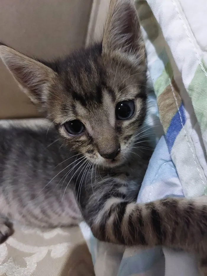 Gato raça  idade 2 a 6 meses nome Sem nome