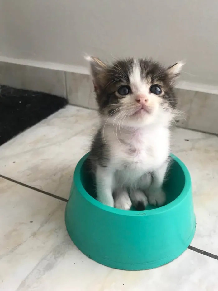 Gato ra a Sem raça definida  idade Abaixo de 2 meses nome Sem nome