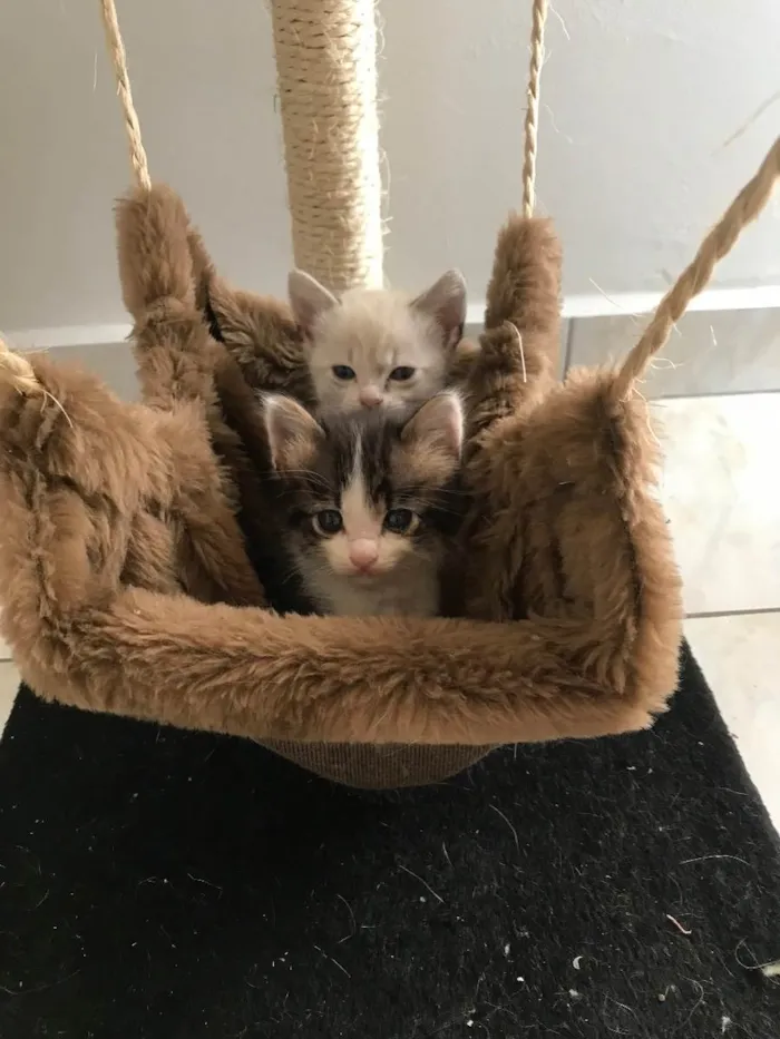 Gato ra a Sem raça definida  idade Abaixo de 2 meses nome Sem nome