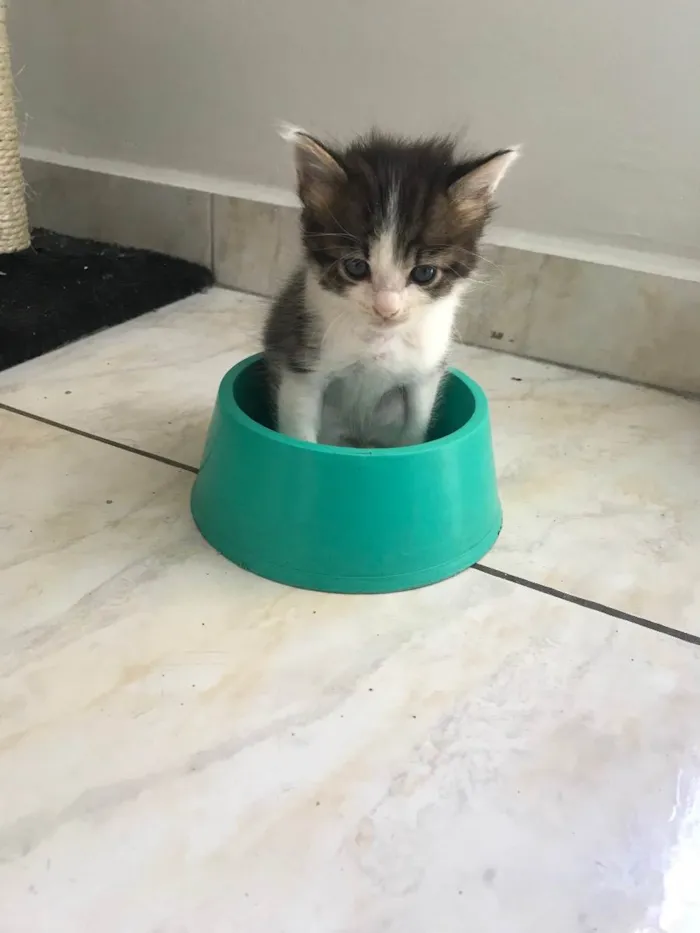 Gato ra a Sem raça definida  idade Abaixo de 2 meses nome Sem nome