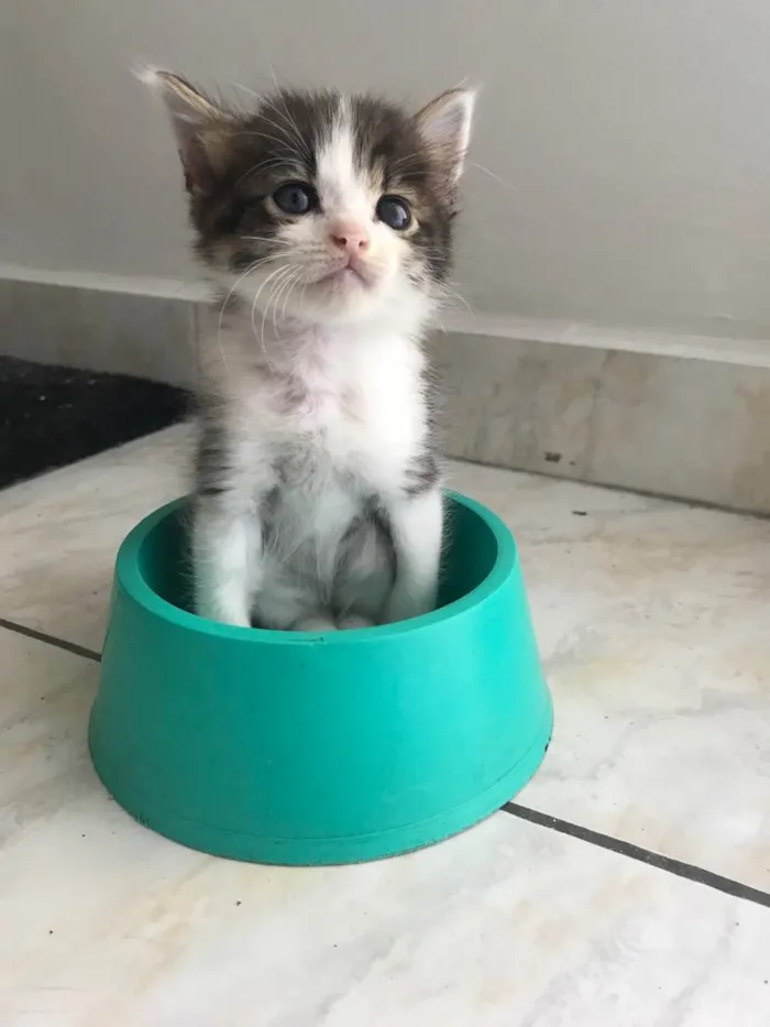 Gato ra a Sem raça definida  idade Abaixo de 2 meses nome Sem nome