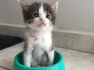 Gato raça Sem raça definida  idade Abaixo de 2 meses nome Sem nome