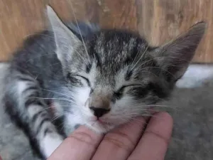 Gato raça  idade 2 a 6 meses nome Sem nome 