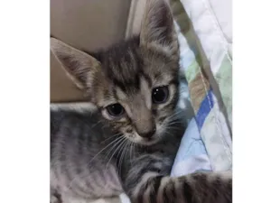 Gato raça  idade 2 a 6 meses nome Sem nome