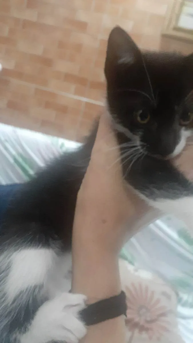 Gato ra a Não sei  idade 2 a 6 meses nome Frajola 