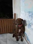 Bob