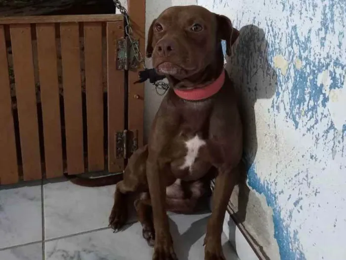 Cachorro raça  idade  nome Bob