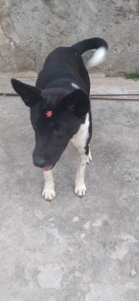 Cachorro raça SRD-ViraLata idade 1 ano nome Dalila