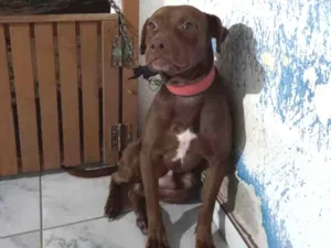 Cachorro raça  idade  nome Bob