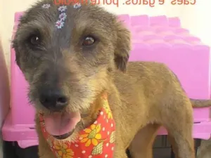 Cachorro raça SRD  idade 2 anos nome Amora