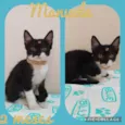 Gato raça  idade Abaixo de 2 meses nome Manuela 
