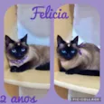 Gato raça  idade 2 anos nome Felicia