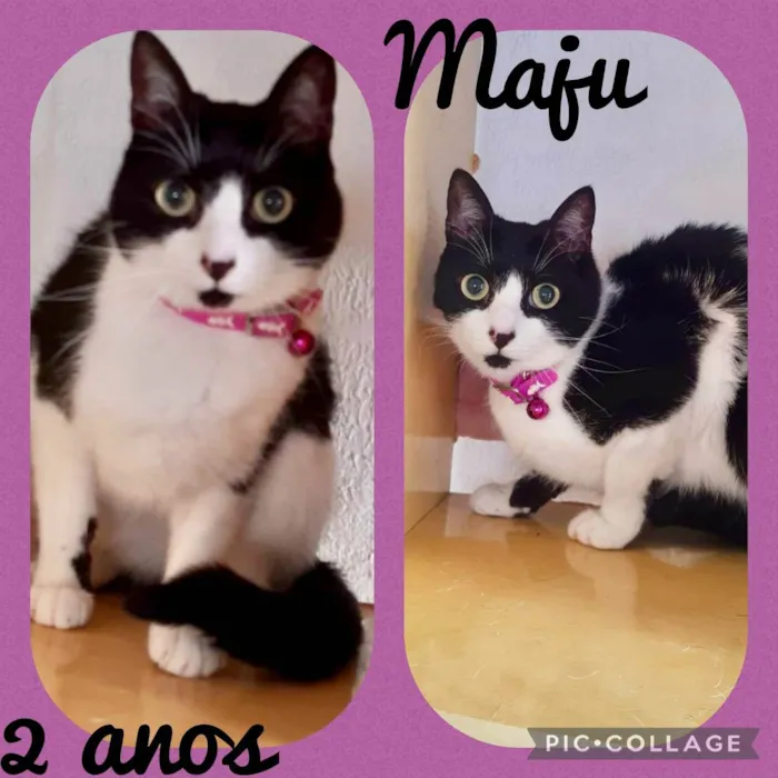 Gato raça  idade 2 anos nome Maju