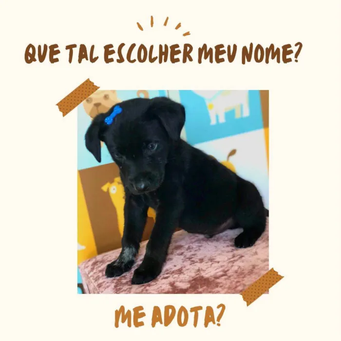 Cachorro ra a SRD idade Abaixo de 2 meses nome Pretinho 