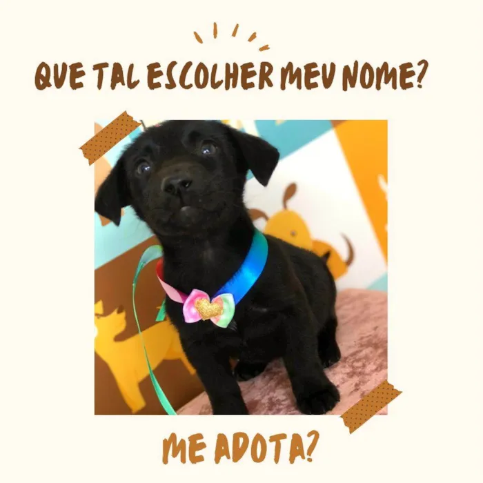 Cachorro ra a SRD idade Abaixo de 2 meses nome Pretinha