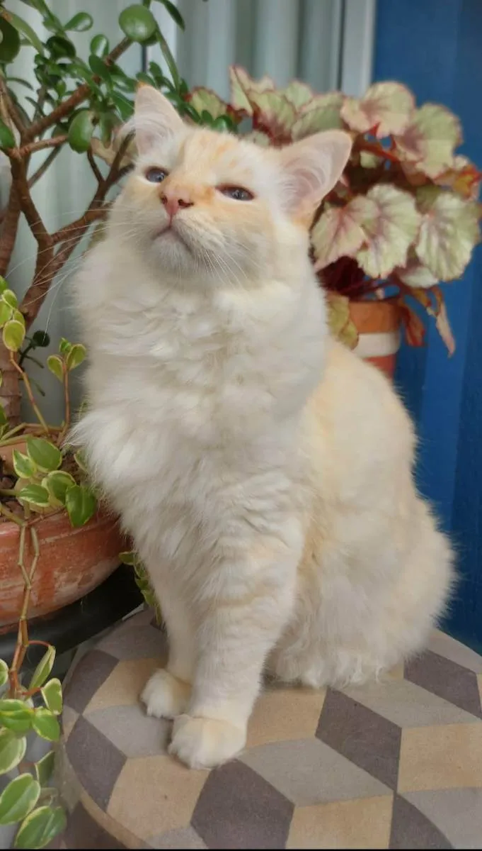 Gato ra a Sem raça  idade 6 ou mais anos nome Branco