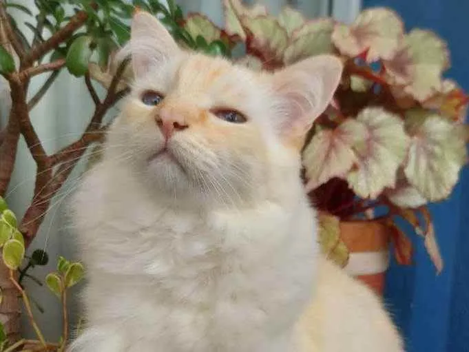 Gato ra a Sem raça  idade 6 ou mais anos nome Branco