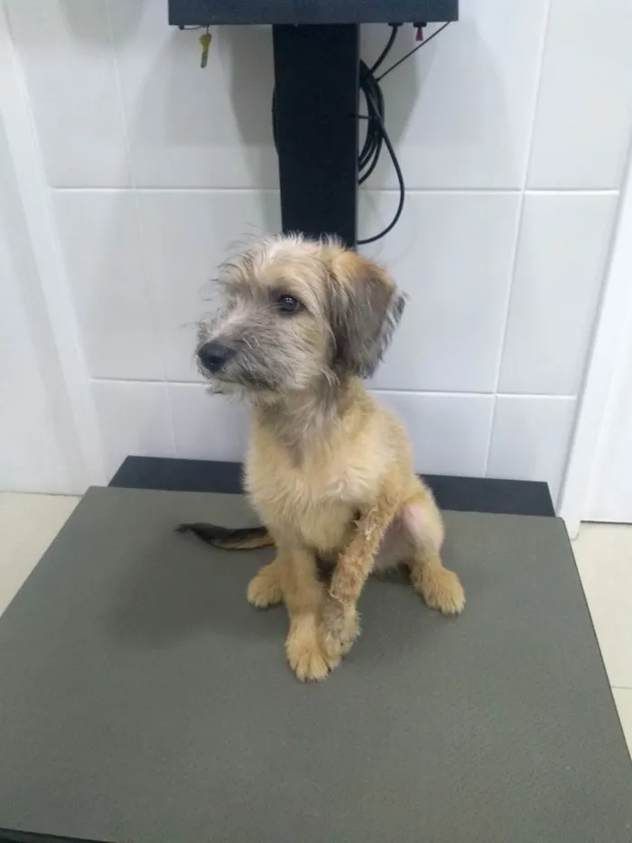 Cachorro raça Srs idade 2 a 6 meses nome Noah