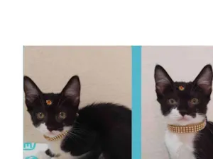 Gato raça  idade Abaixo de 2 meses nome Manuela 