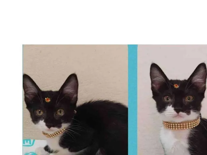 Gato raça  idade Abaixo de 2 meses nome Manuela 