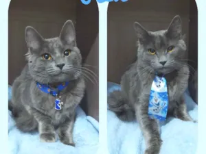 Gato raça  idade 7 a 11 meses nome Rex