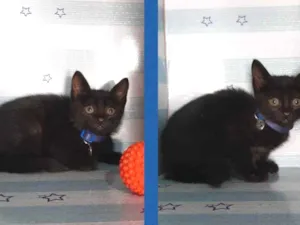 Gato raça  idade Abaixo de 2 meses nome Dino 