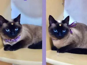 Gato raça  idade 2 anos nome Felicia