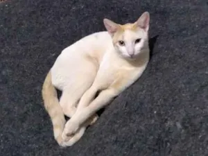 Gato raça Branco  idade 7 a 11 meses nome Catatau