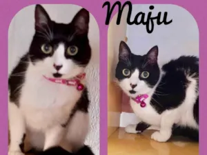 Gato raça  idade 2 anos nome Maju
