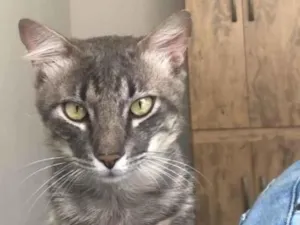 Gato raça Vira Lata idade 1 ano nome Faísca 