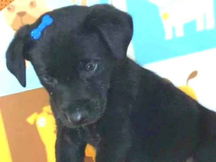 Cachorro ra a SRD idade Abaixo de 2 meses nome Pretinho 