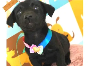 Cachorro raça SRD idade Abaixo de 2 meses nome Pretinha