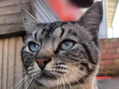 Gato raça Siamês/ SC Lages  idade 3 anos nome Tom