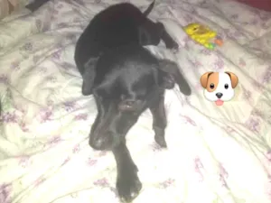 Cachorro raça Mistura Daschund (LINGUIÇINHA  idade 1 ano nome RADJA