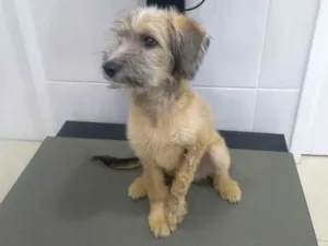 Cachorro raça Srs idade 2 a 6 meses nome Noah