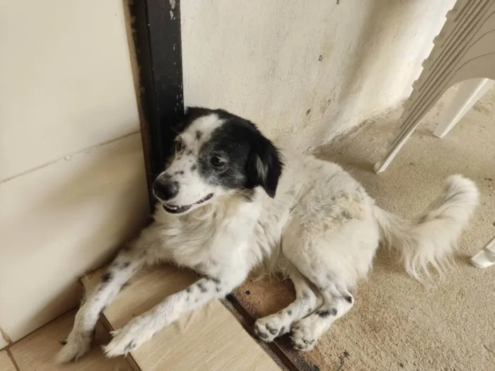 Cachorro ra a Mestiço  idade 1 ano nome Beethoven 