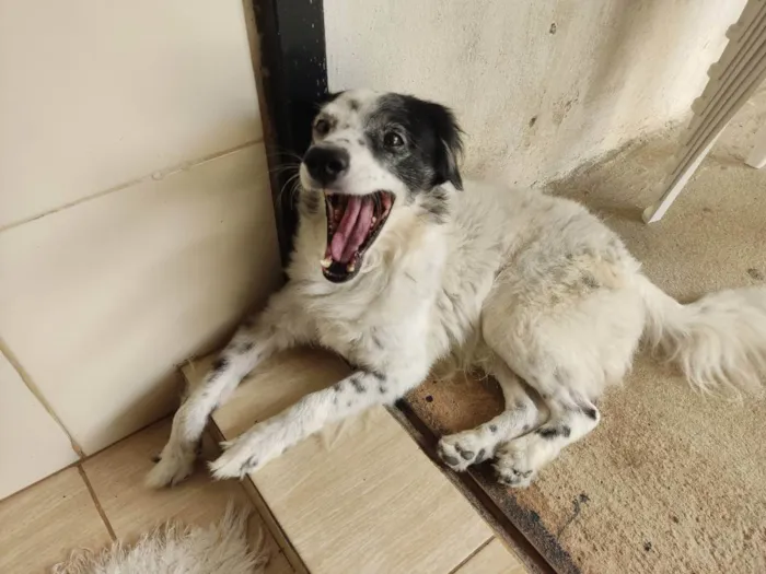 Cachorro ra a Mestiço  idade 1 ano nome Beethoven 