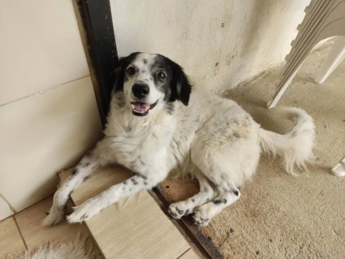 Cachorro ra a Mestiço  idade 1 ano nome Beethoven 