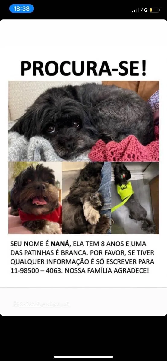 Cachorro ra a Shitzu idade 6 ou mais anos nome Naná