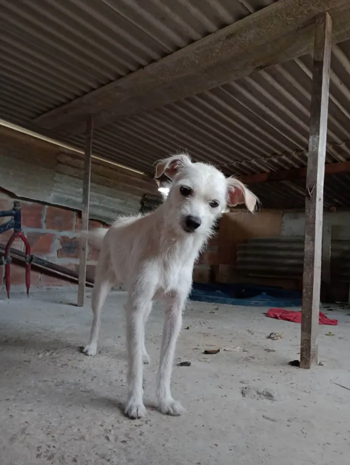 Cachorro ra a Pincher misturada  idade 3 anos nome Branquinha 