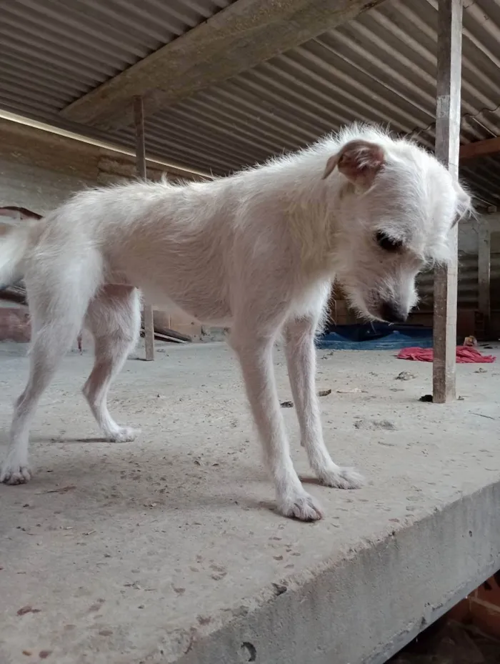 Cachorro ra a Pincher misturada  idade 3 anos nome Branquinha 