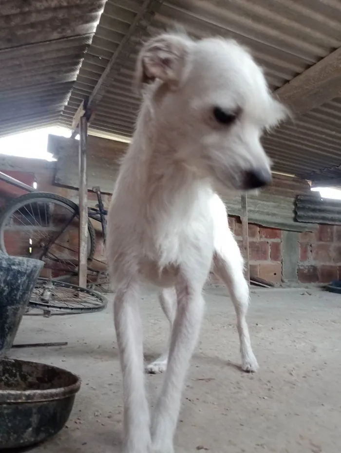 Cachorro ra a Pincher misturada  idade 3 anos nome Branquinha 