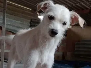 Cachorro raça Pincher misturada  idade 3 anos nome Branquinha 