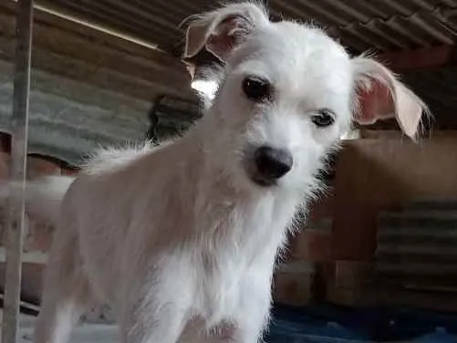 Cachorro ra a Pincher misturada  idade 3 anos nome Branquinha 