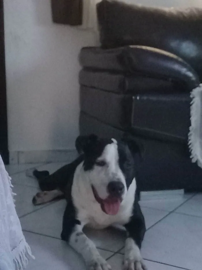 Cachorro raça Pit  bul idade 7 a 11 meses nome Fred